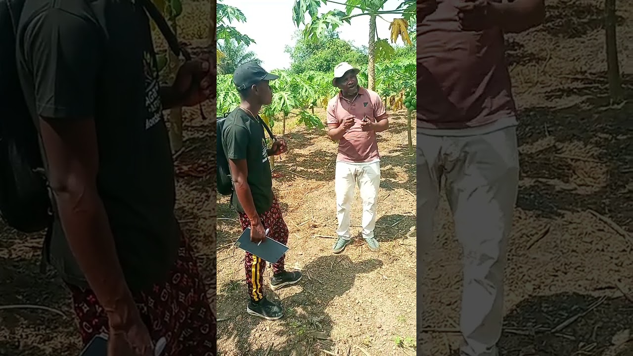 Visite de la grande plantation de papayers à Maferinyah 🇬🇳