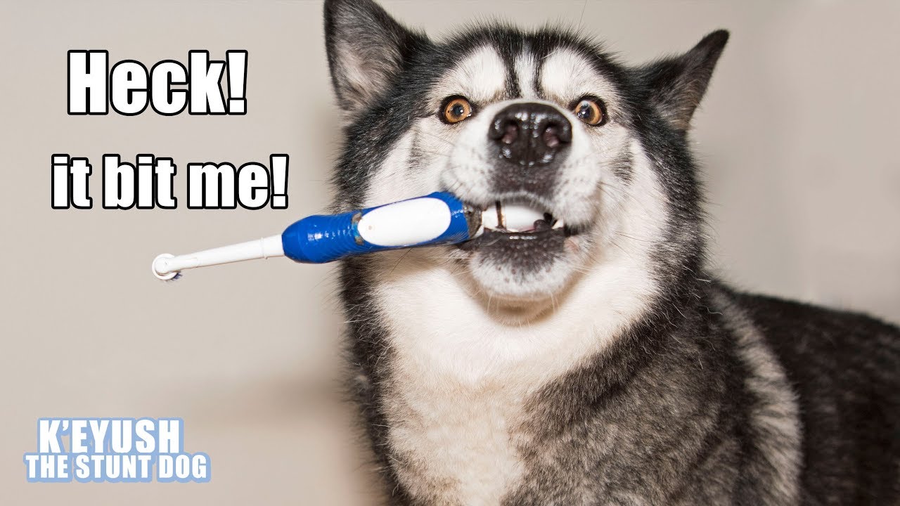 Husky Gets Electric Toothbrush And Doesn't Know What To Do!
