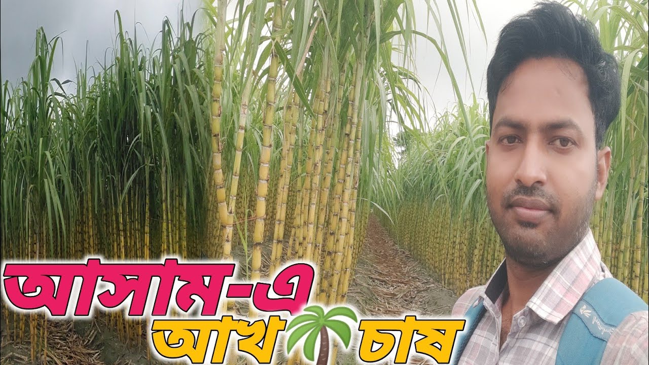 আসামের বিরাট আখ চাষ🌱//আধুনিক পদ্ধতিতে আখ চাষ🌴