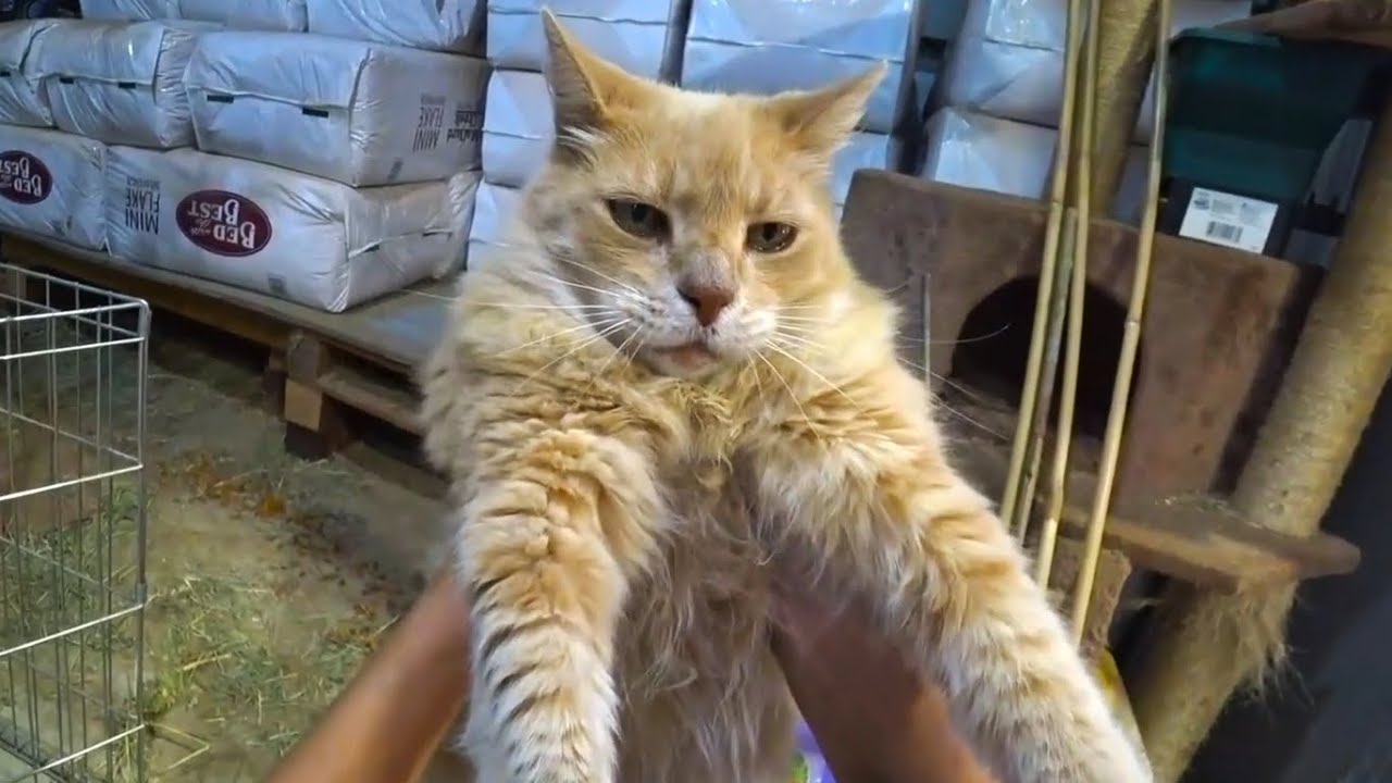 Maya gets 4Weirded by a cat
