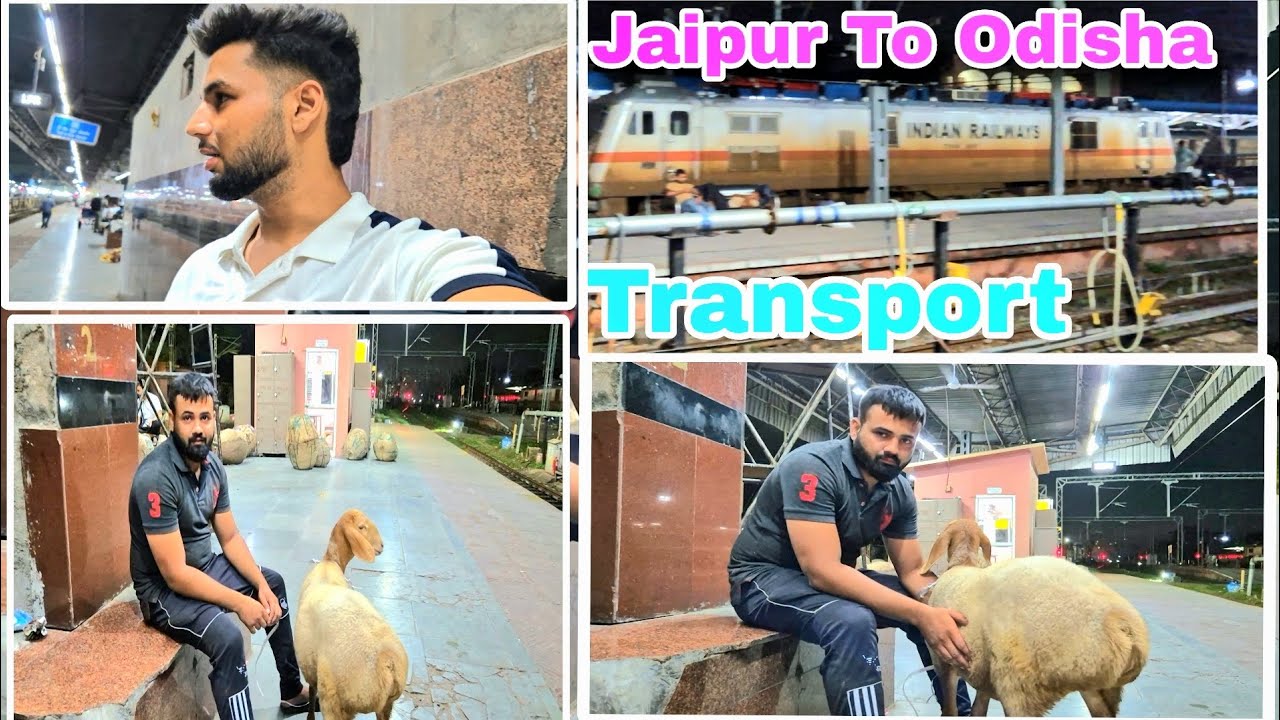 JAIPUR TO ODISHA DUMBA FEMALE TRANSPORT || JAIPUR SE ALL OR INDIA 🇮🇳  TRANSPORT AVAILABLE H