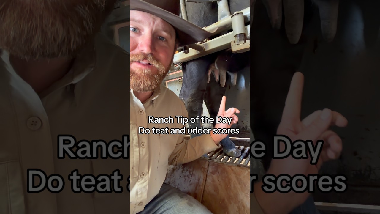 Ranch Tip: Take Teat and Udder Scores