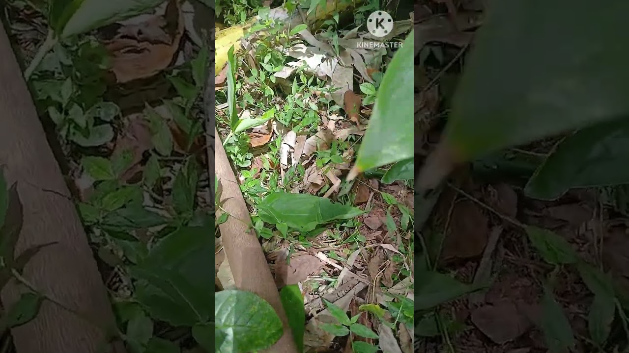 Duas formas de plantar batata doce.