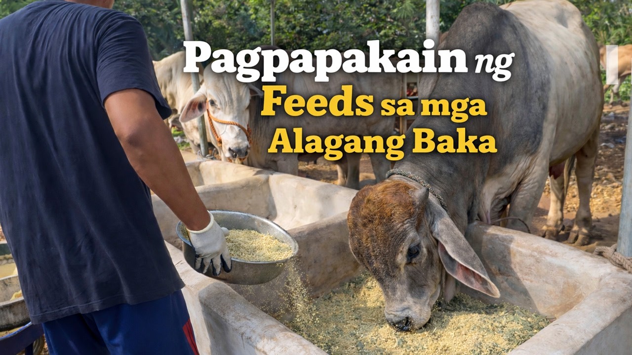 Pagpapakain ng Feeds sa mga Alagang Baka | Feeding Concentrated Feeds to Cattle