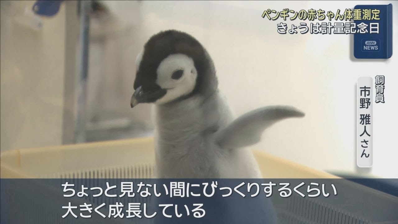「ちょっと見ない間にびっくりするくらい大きく」エンペラーペンギンの赤ちゃん　計量記念日に体重測定　生後1カ月で体重は約4倍に　アドベンチャーワールド