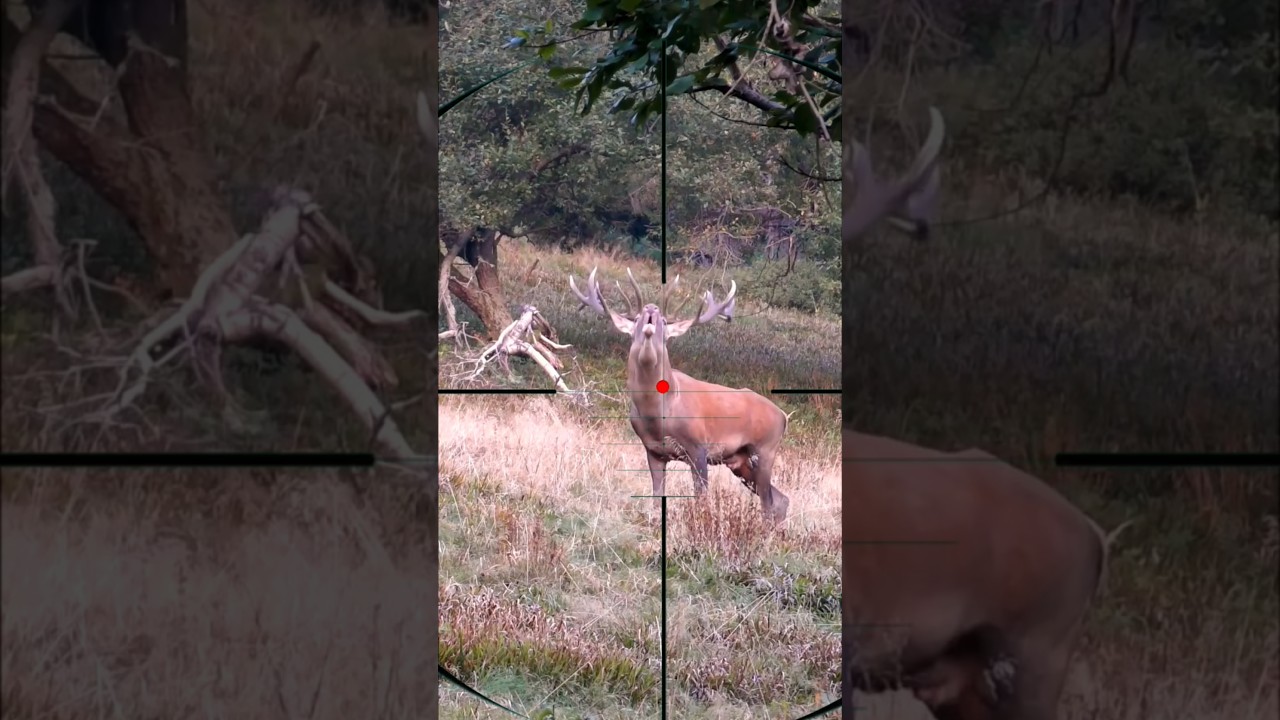 Red Stag Hunting | Caccia al cervo rosso | Chasse au cerf &eacute;laphe