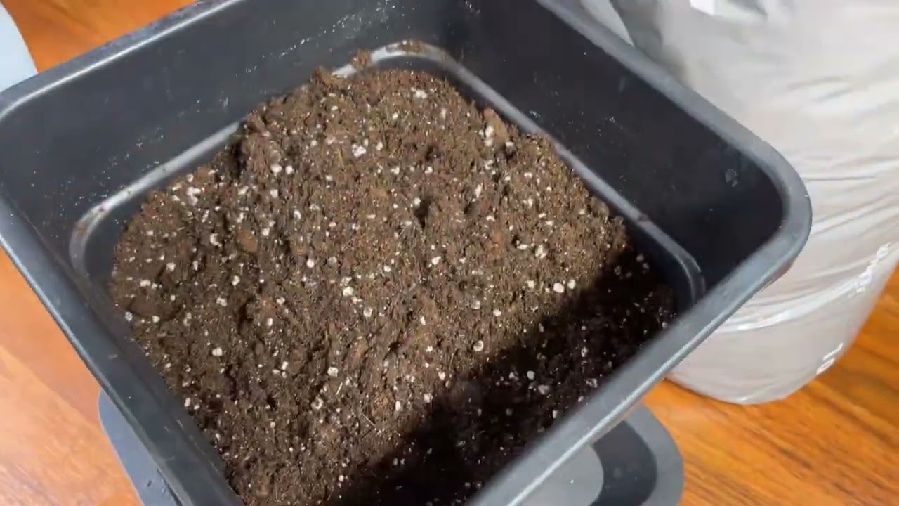 Husband and Wife Grow Off! Pineapple Express Auto from Barney’s Farm
