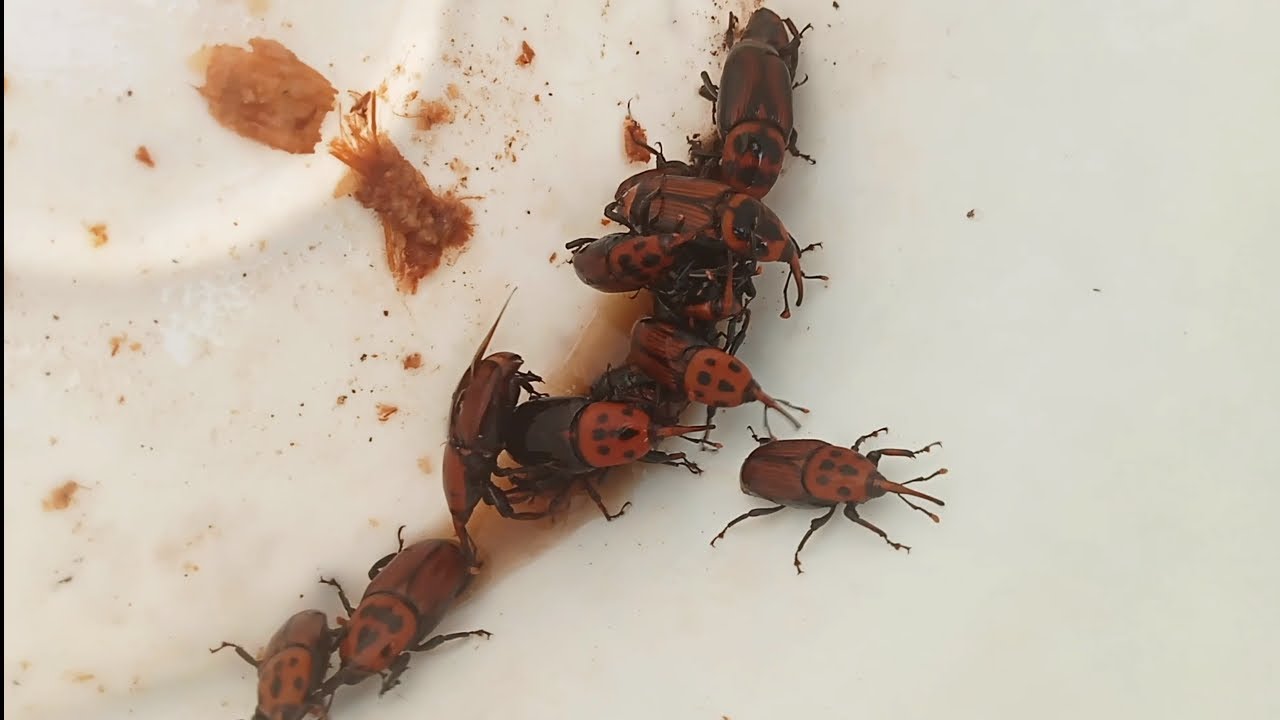 Best Trap and Free for Red Palm Weevil at Coconut Farm - Red Beetle Insects Trap Not Spent Money.