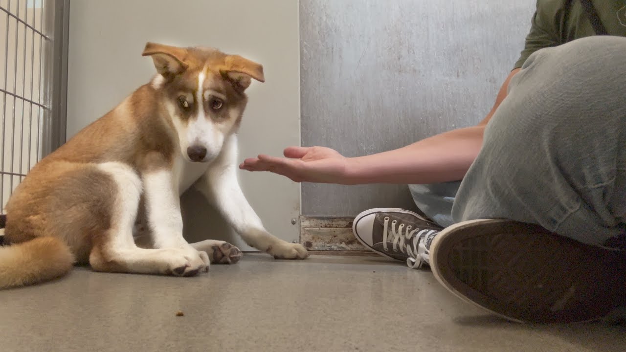 Watch the Moment Sad Husky Puppy WAGS His Tail For the FIRST Time