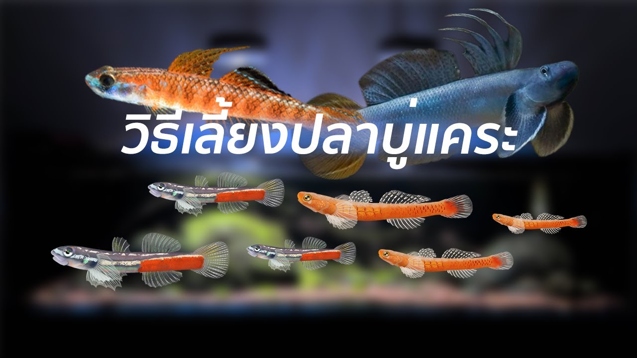 วิธีเลี้ยงปลาบู่แคระ สำหรับมือใหม่ เลี้ยงให้รอด สีสวย แข็งแรง!