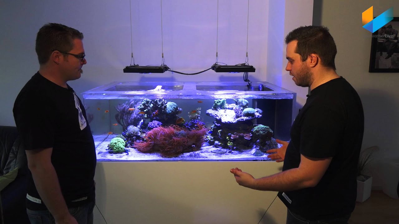 Der MeerwasserLive Showtank | Meerwasser Live TV