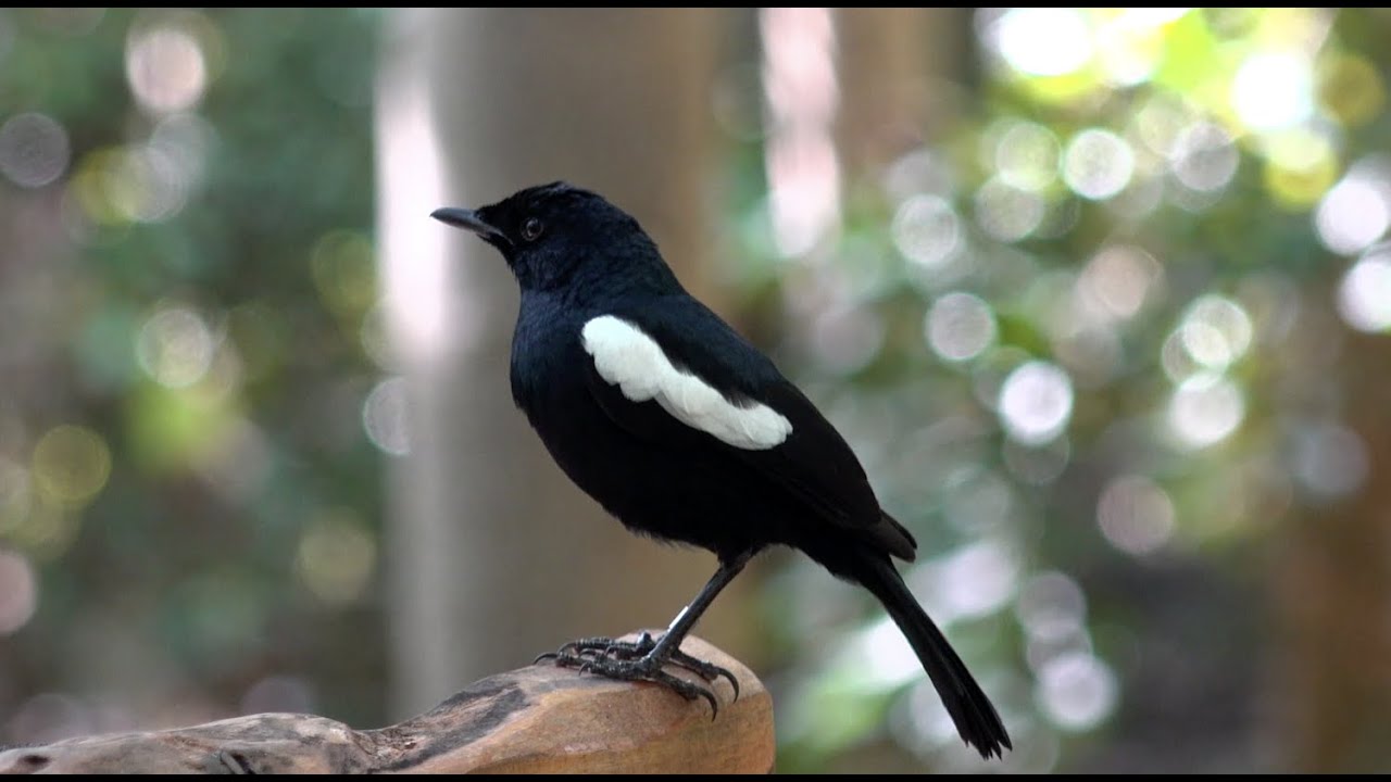 FREGATE ISLAND VLOG #2: INTRODUCING THE MAGPIE ROBIN!