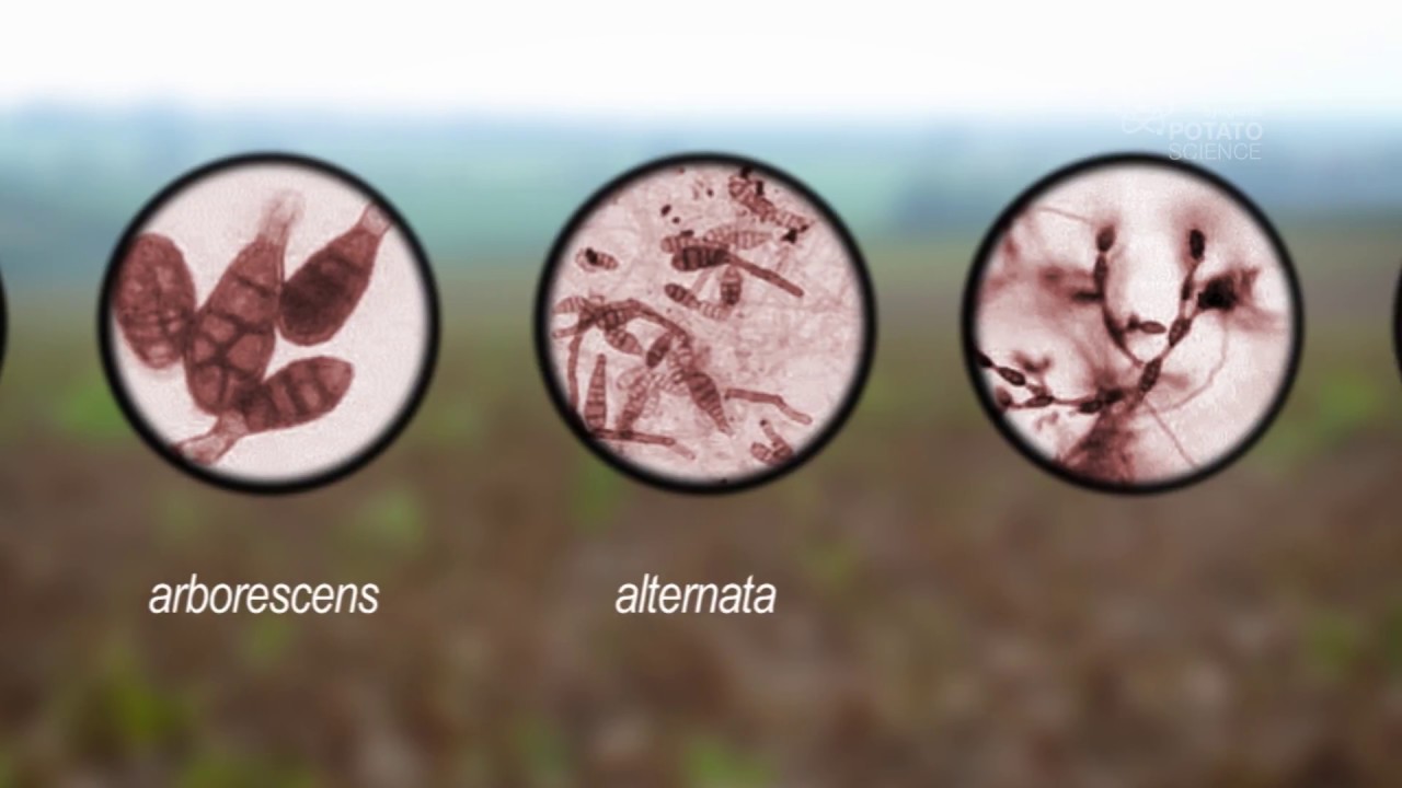 NIAB/Syngenta Potato Alternaria project