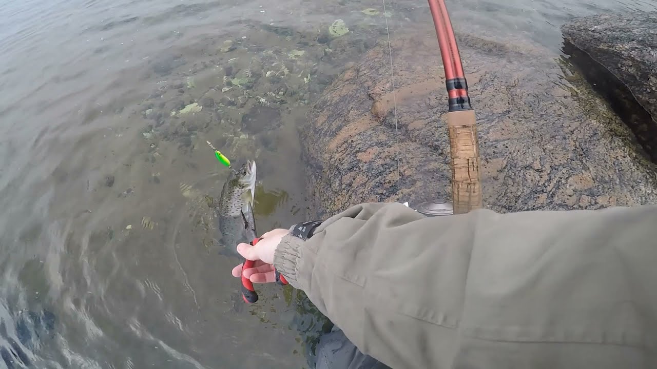 Havørred bonanza i Limfjorden på helt lavt vand - spin kystwobler