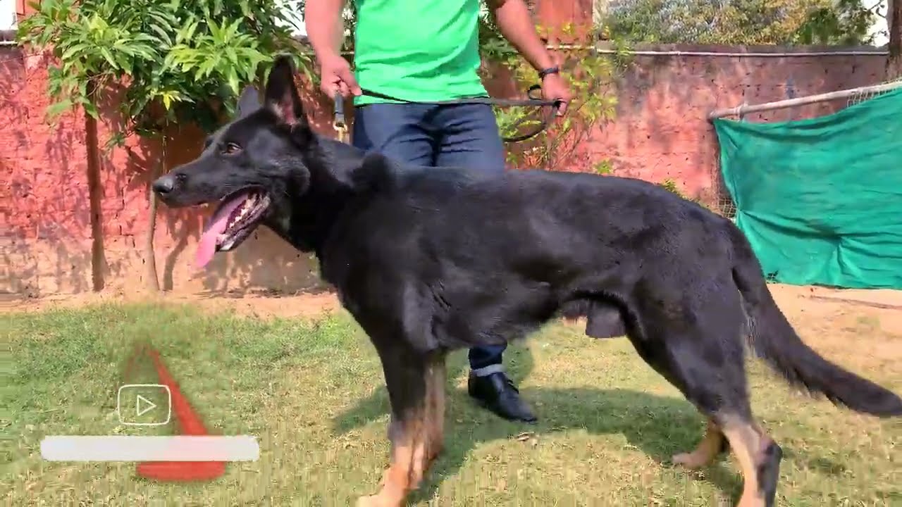 Gurugram ~ Original Working Line German Shepherd 😱😱😱😱