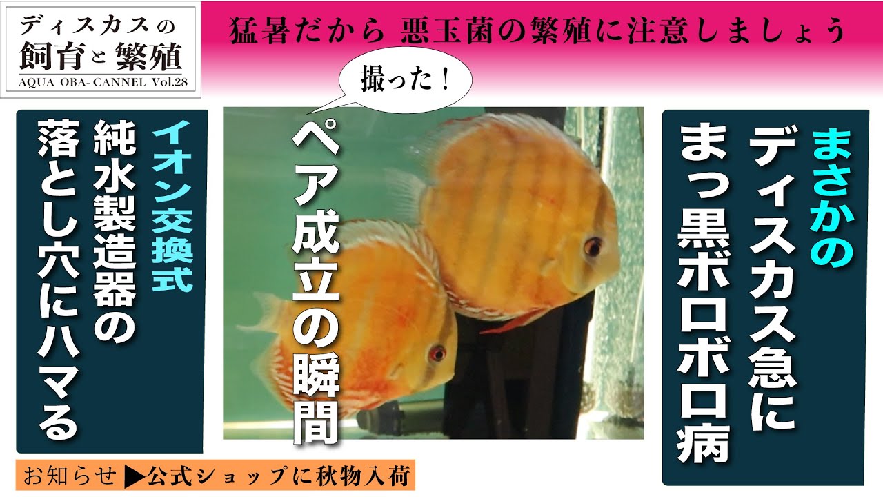ディスカスの飼育と繁殖Vol.28／ディスカス急にまっ黒ボロボロ病