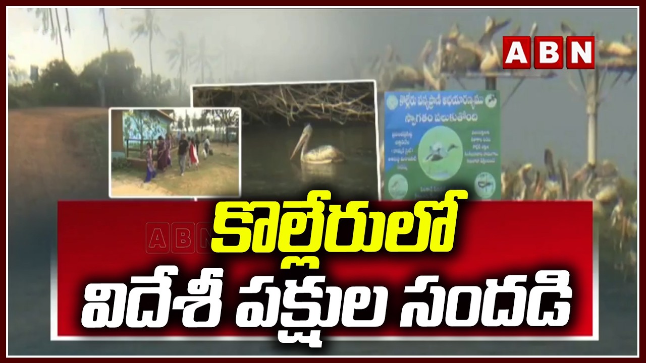 SPOT LIGHT : కొల్లేరులో విదేశీ పక్షుల సందడి | Foreign Birds In Kolleru | ABN