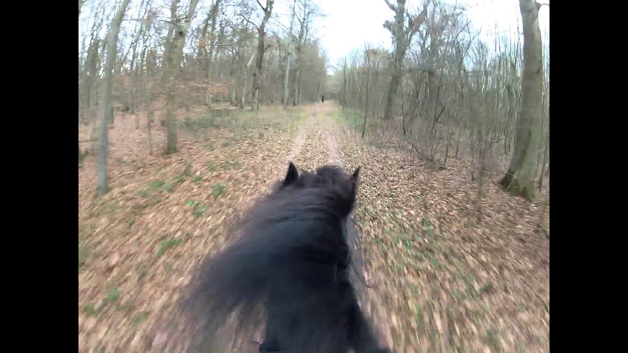 Pferd ( Friese ) rennt im Galopp durch Wald mit GOPRO