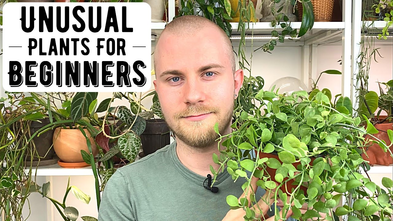 Unusual Houseplants For Beginner Gardeners