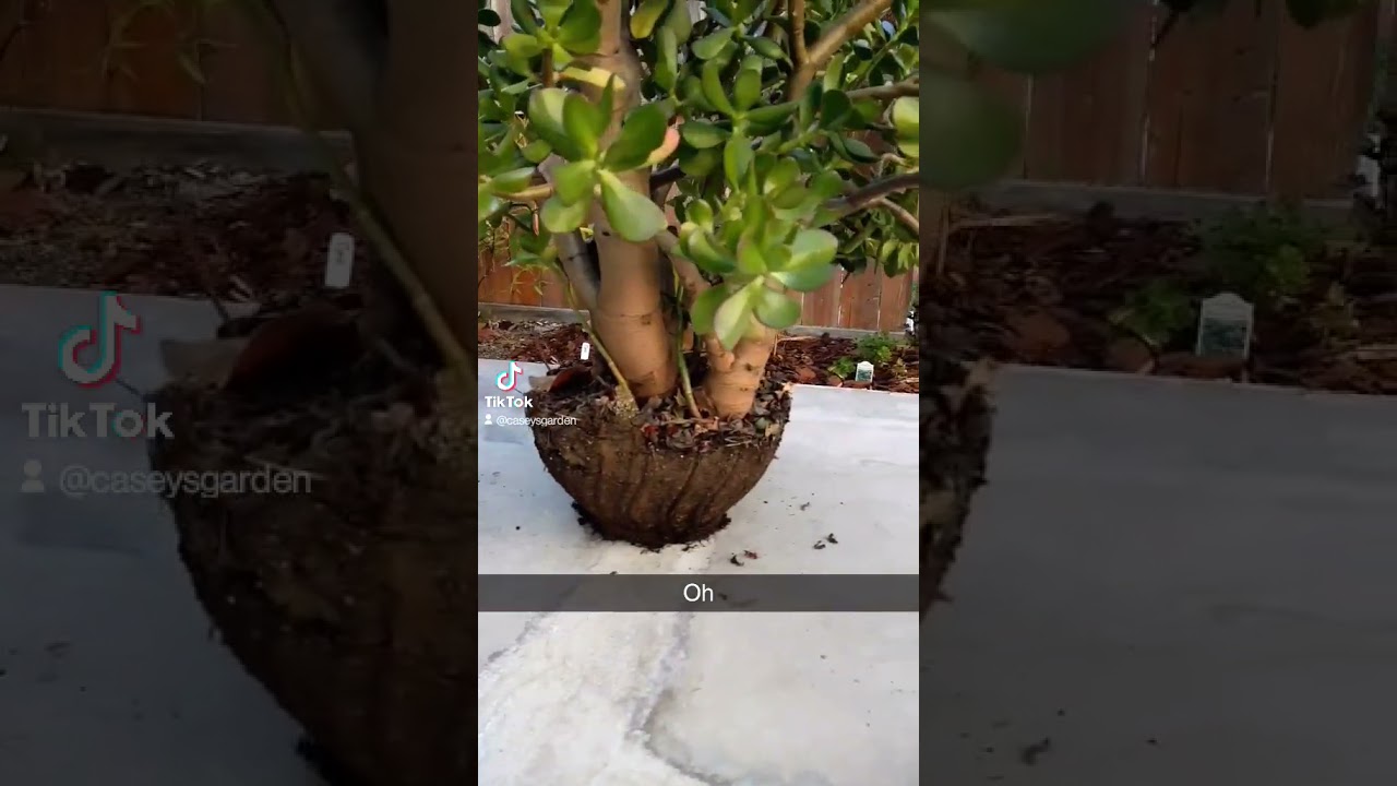 Big Pot little soil - Repotting Jade Plant Succulent