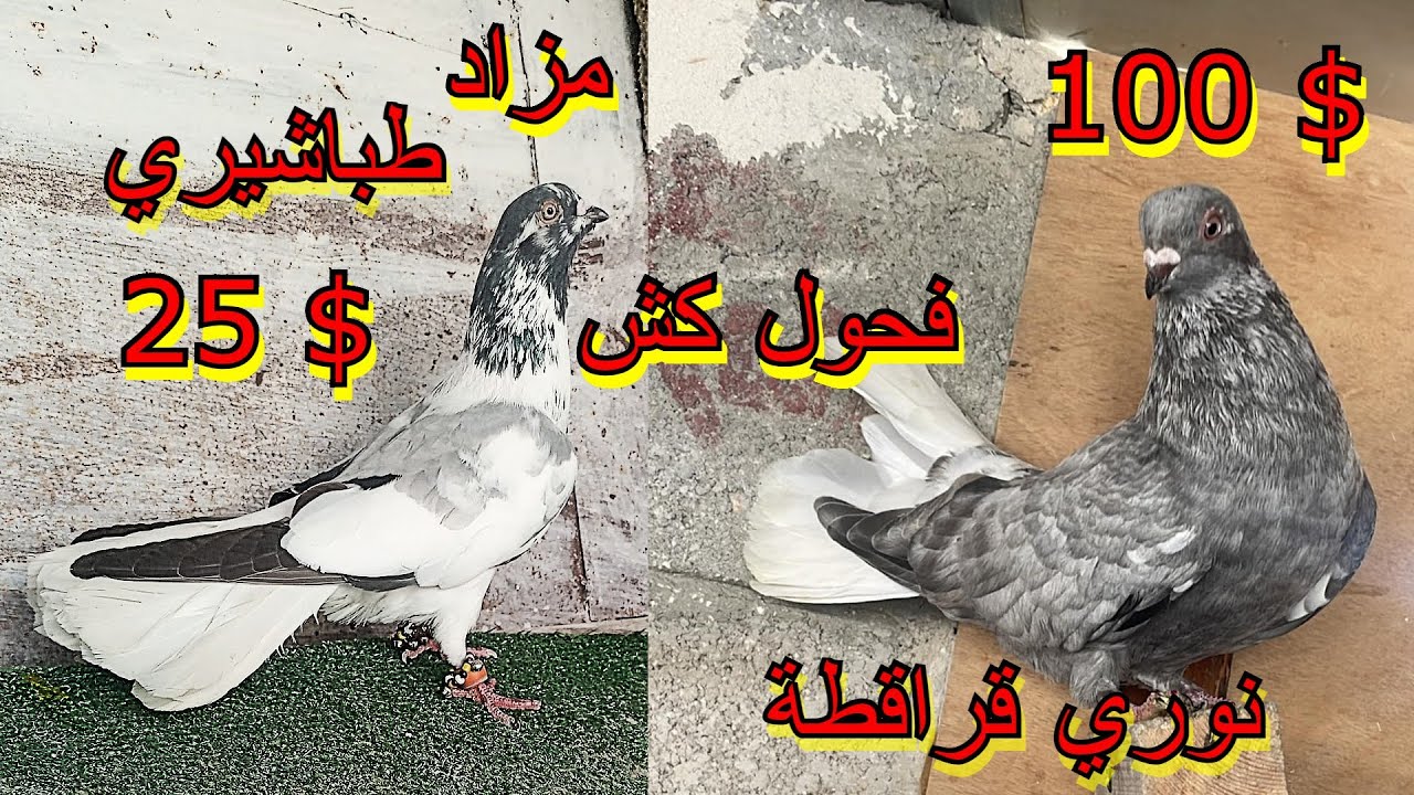 احلى انواع طيور الحمام الكش مزاد على نوري قراقطة جميل ومميز