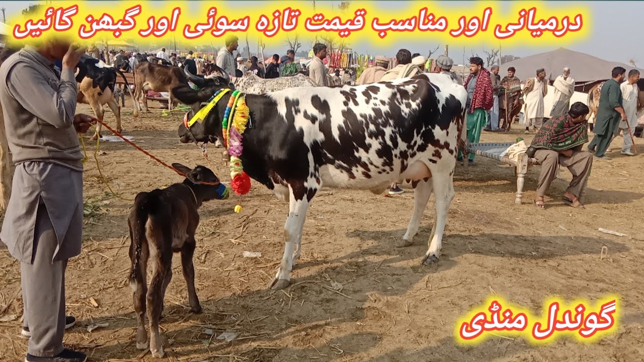 Beautiful High Quality Highest Milking And Pregnant Cows Fresh Update Today At Gondal Maweshi Mandi 