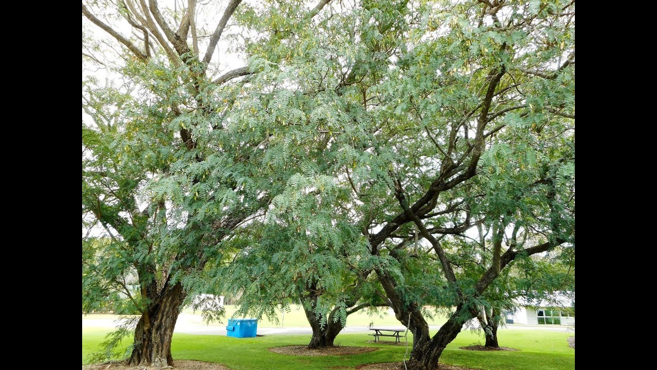 Plant ID: Tipu tree (Tipuana tipu)