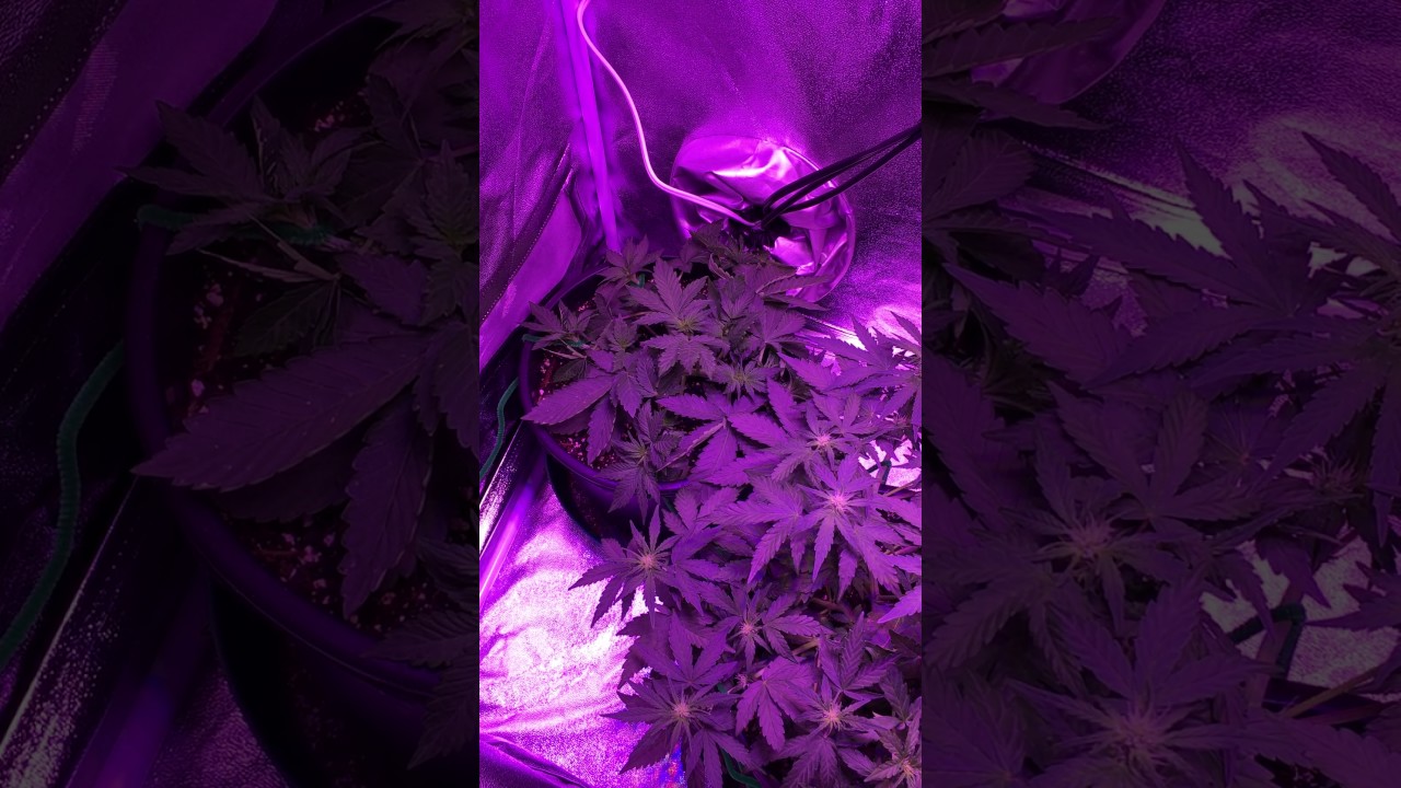 Shortstuff seed testers Green Crack and Blueberry Chemdawg