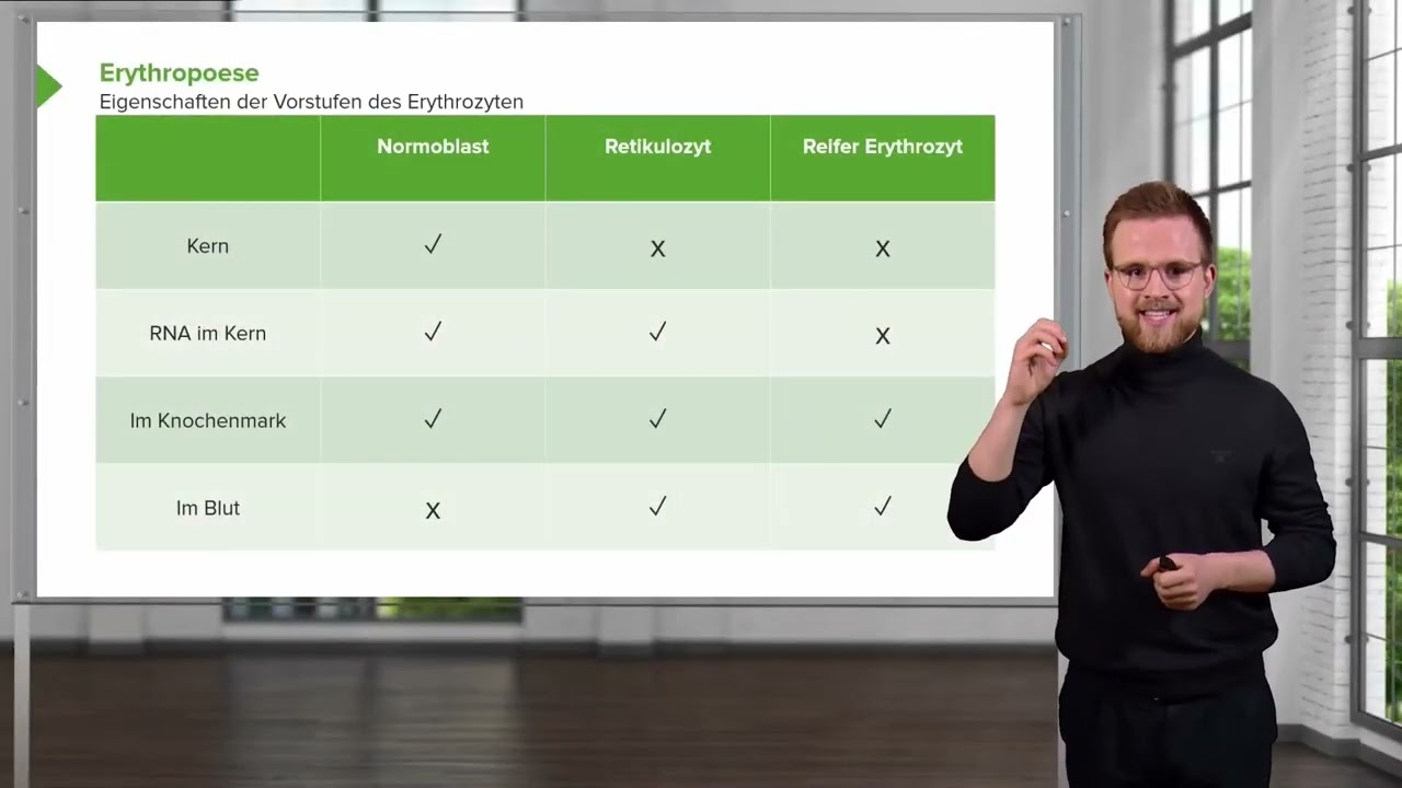 Blutsystem (Teil 2): Hämoglobin und Erythropoese