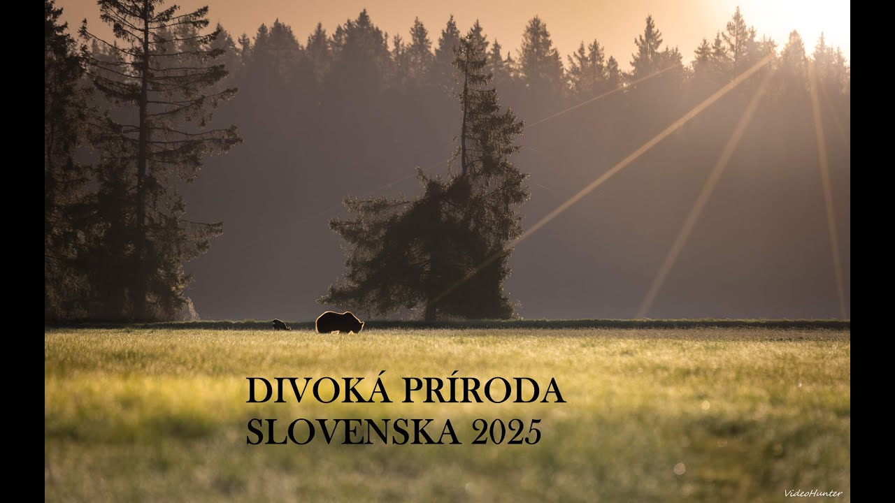 DIVOKÁ PRÍRODA SLOVENSKA 2025 /SLOVAKIA WILDLIFE SHOWREEL 2025 /EUROAPEAN WILDLIFE SHOWREEL 2025
