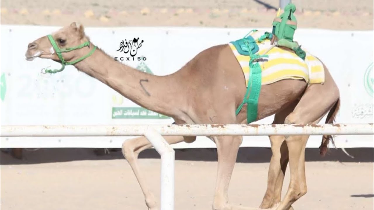 انتباه : عفاس صالح الكريبي المري
