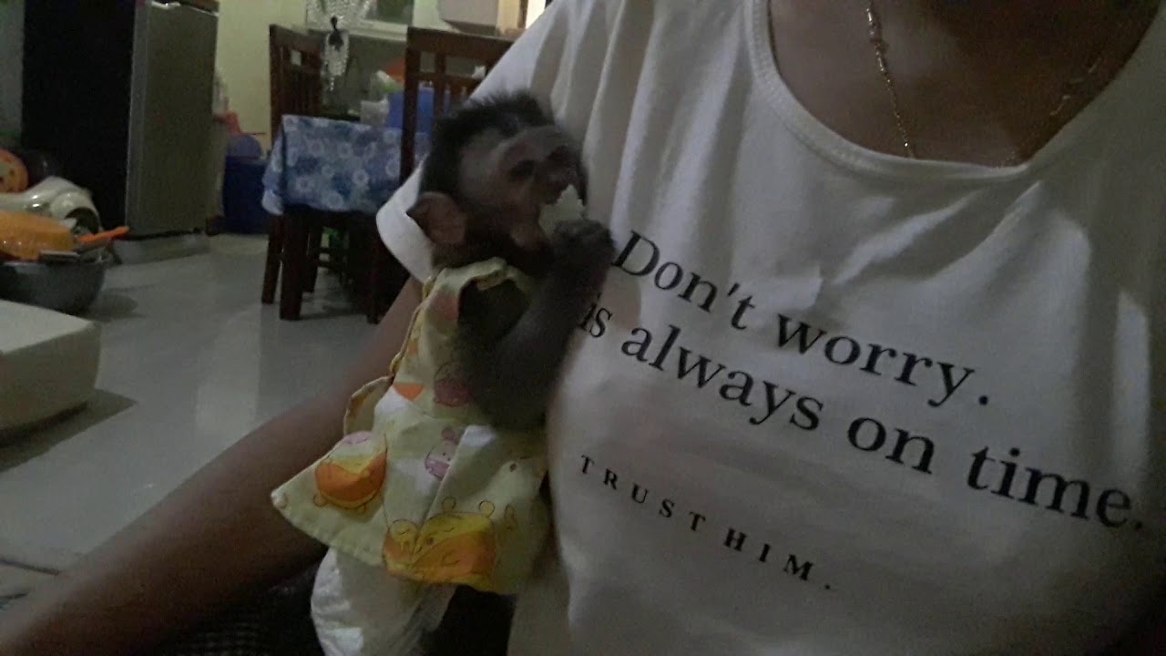 Mona monkey eats bakpow