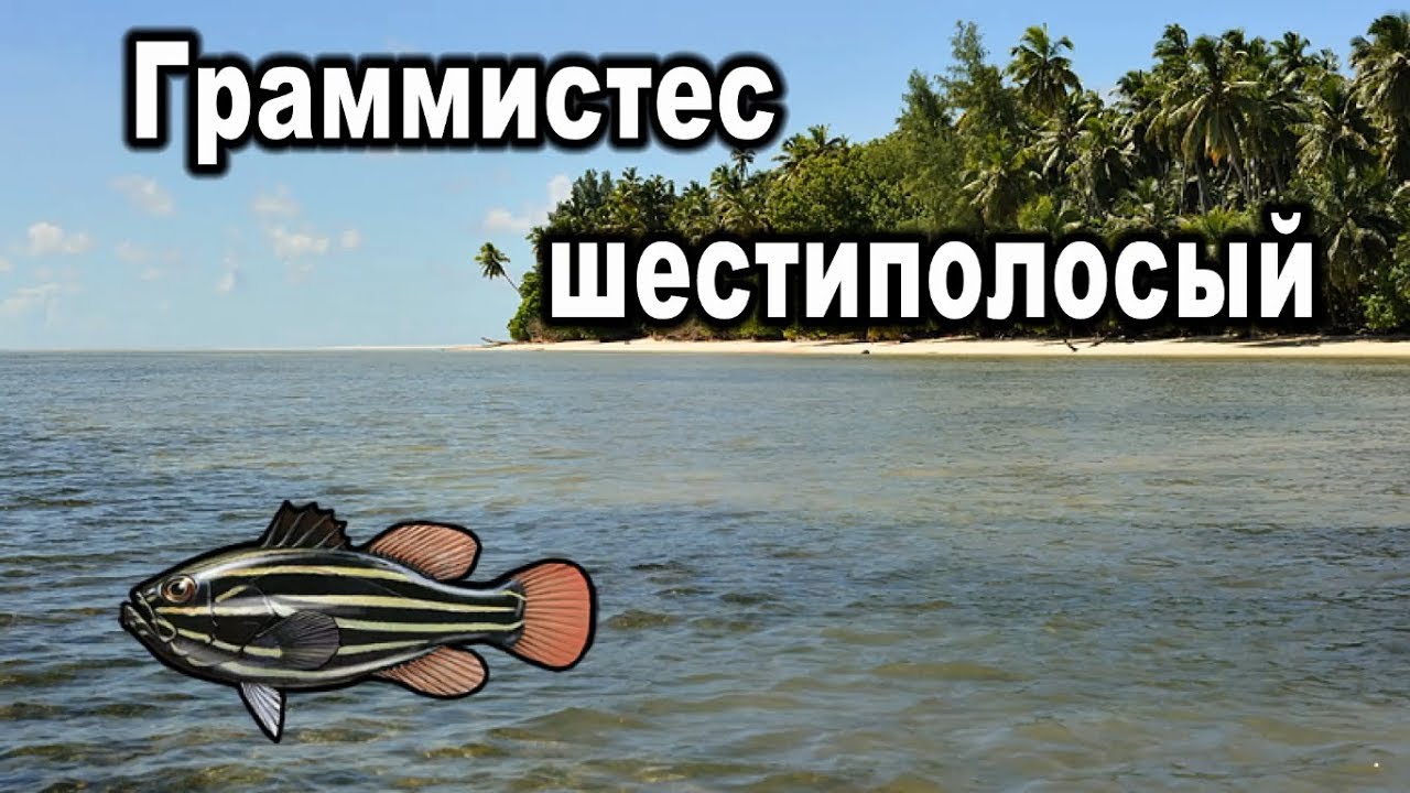 РР3 (Russian fishing). Граммистес шестиполосый.