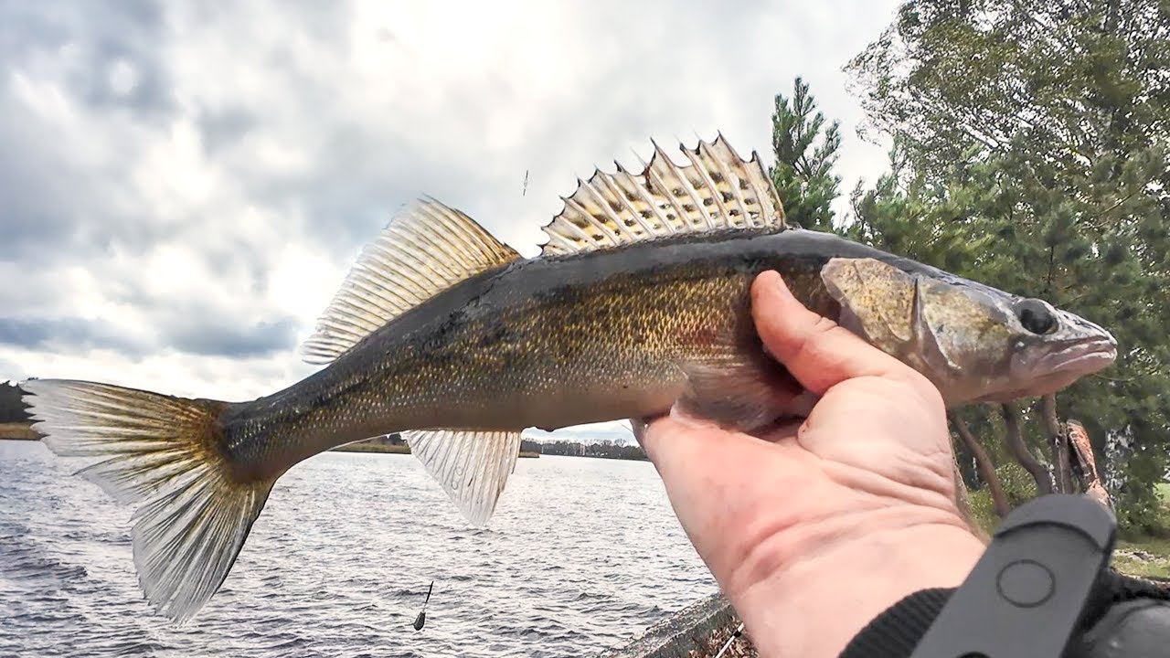 Ловля СУДАКА в Октябре, Поклёвки попёрли/Донка на судака/Zandartu cope Lielupē/Fishing ZANDER