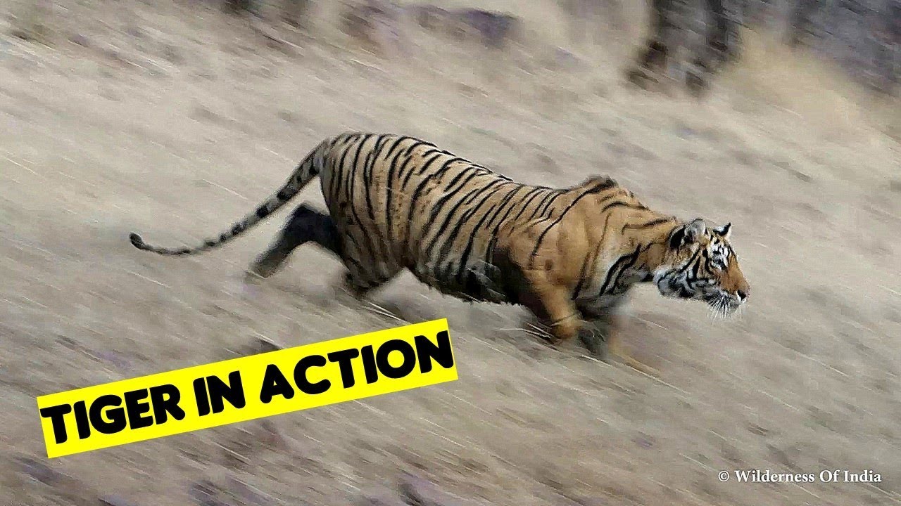 Tiger Stalking : Tiger Sighting Ranthambore India