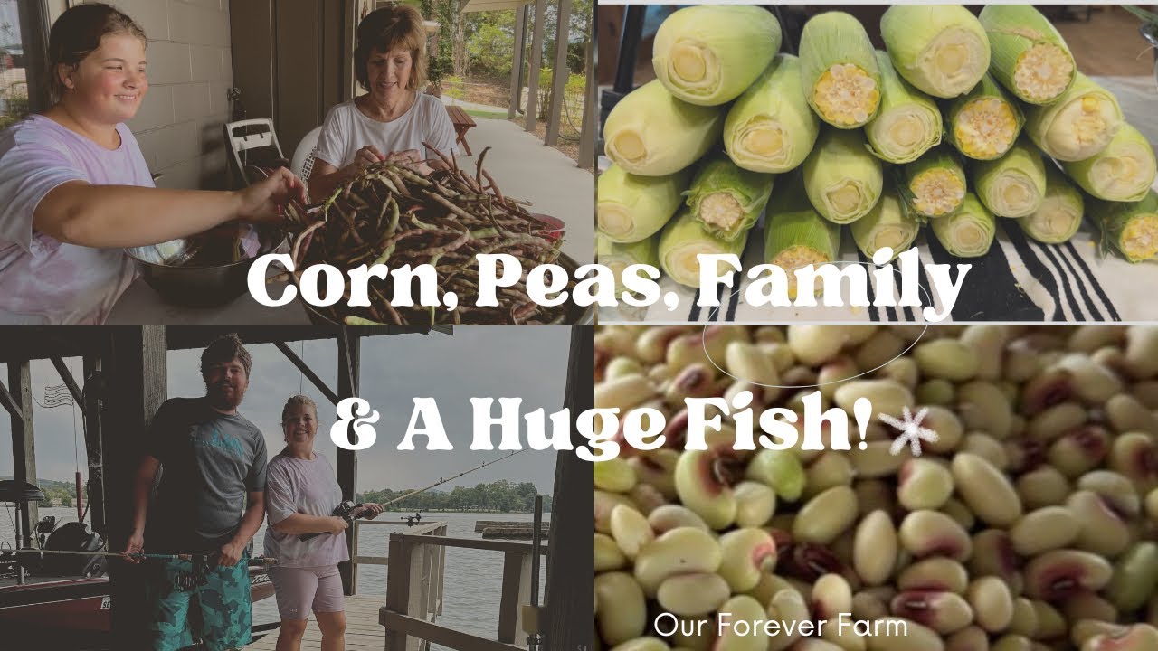 Freezing & Shelling Purple Hull Peas  & Getting Corn Ready for Freezer & Big Fish @ourforeverfarm