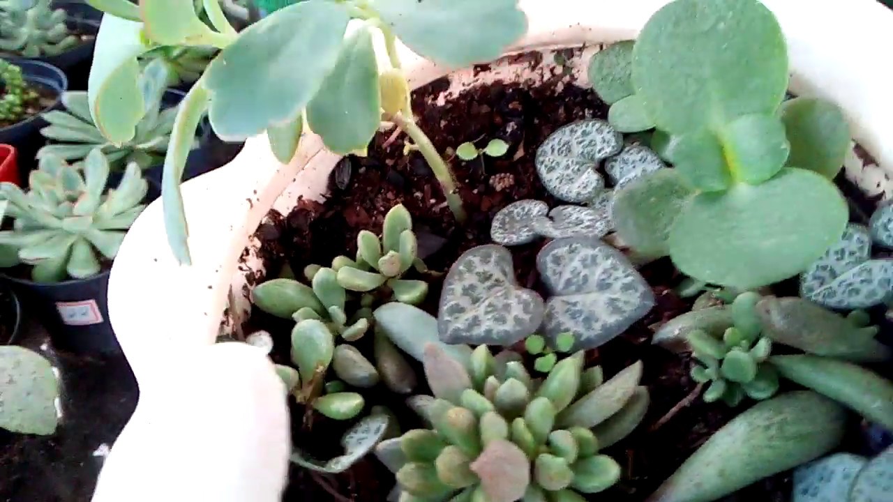 Replante de coração emaranhado(ceropegia woodii) mais dicas de cultivo.