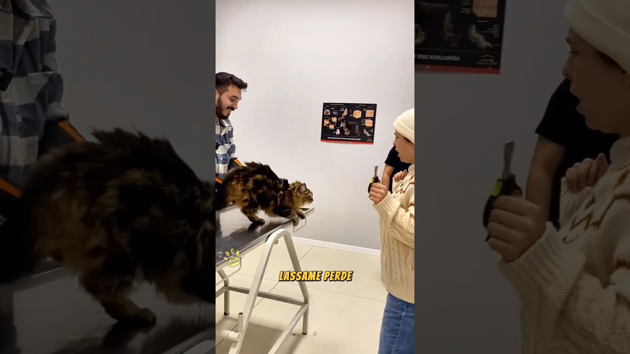 Il gatto dal veterinario 🐈&zwj;⬛ #shorts