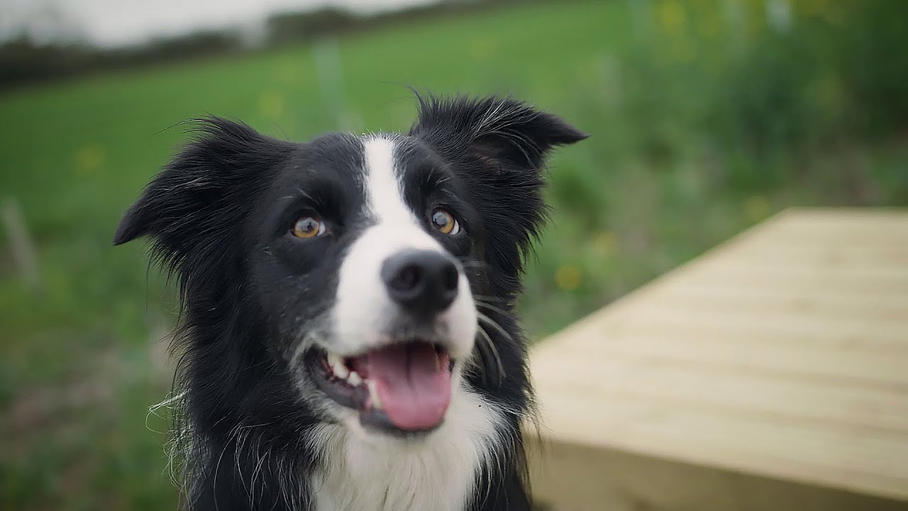 NTU Canine Centre