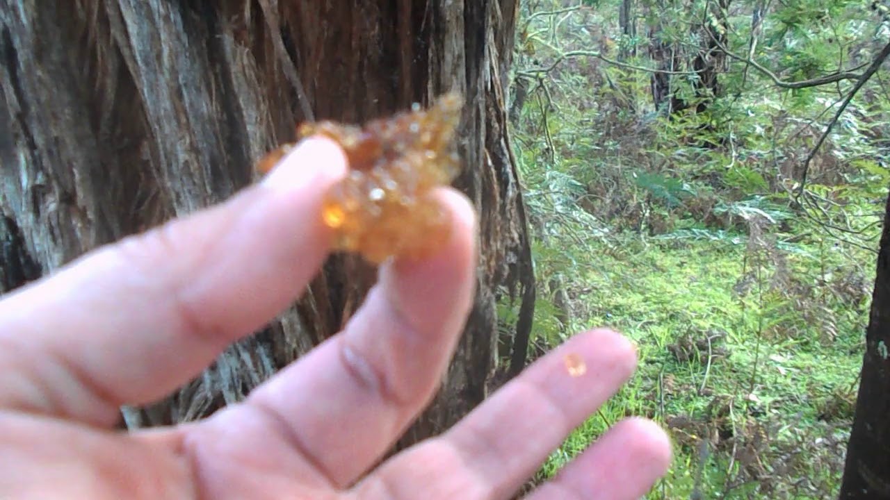 Australian bushfood of the week: Black wattle gum