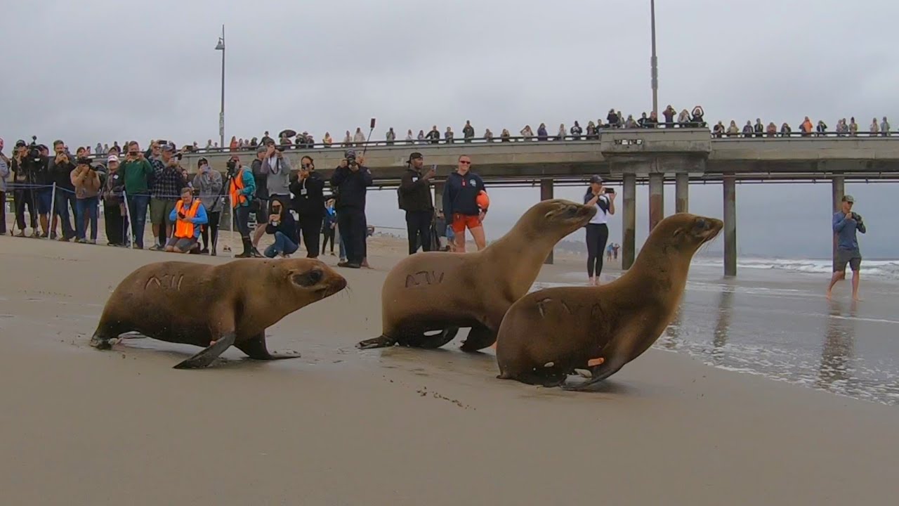 Rehabilitated Sea Lion Pups released back to the Ocean in Venice Beach