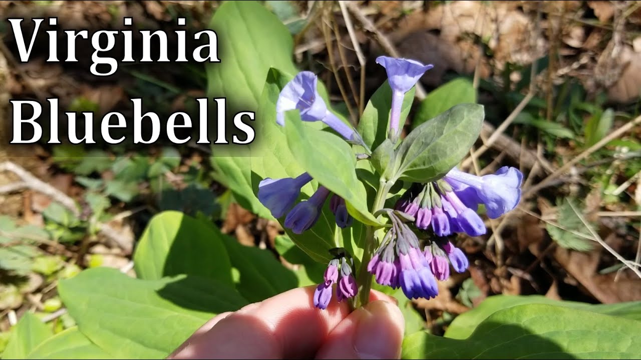 How to Identify Virginia Bluebells - Mertensia virginica
