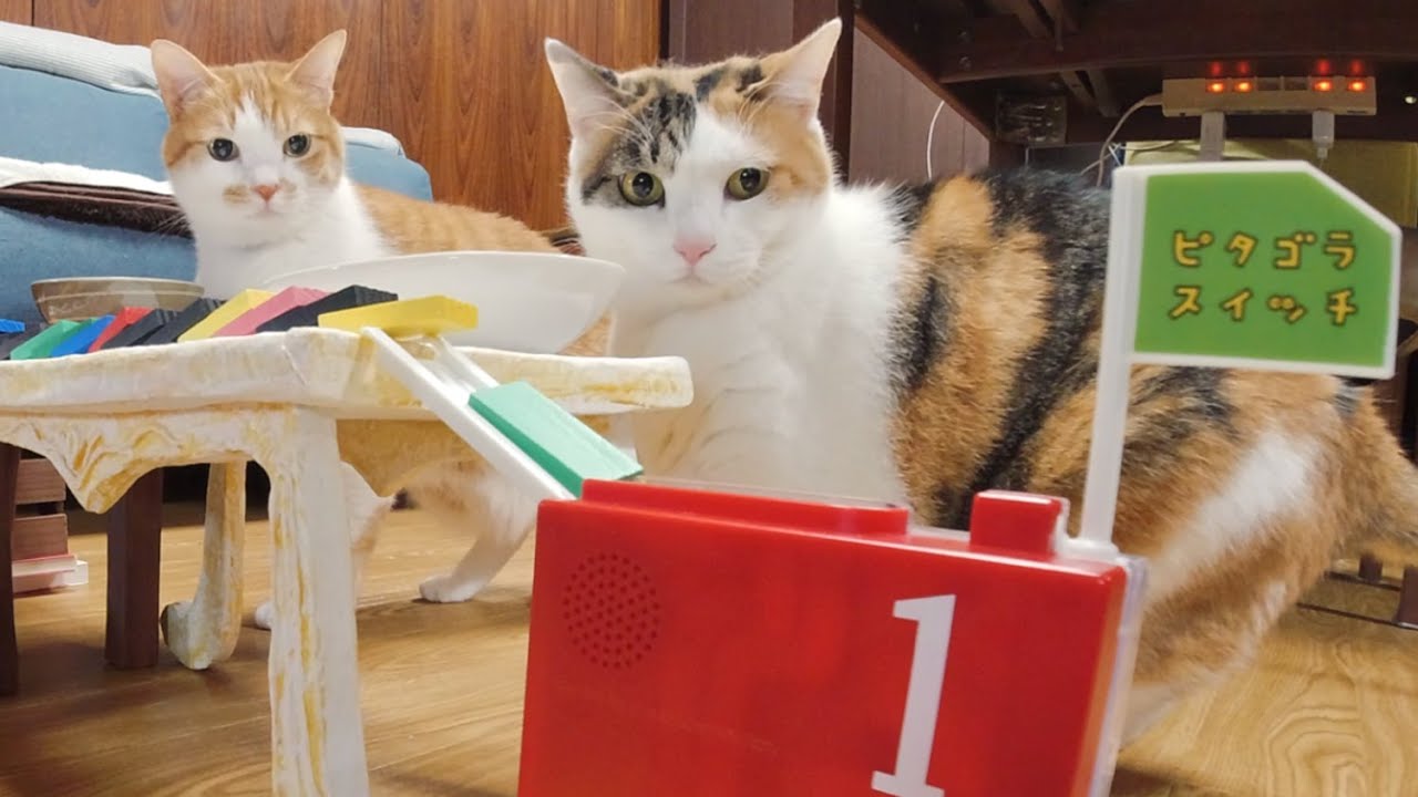 猫とドミノ(Cats and Domino)