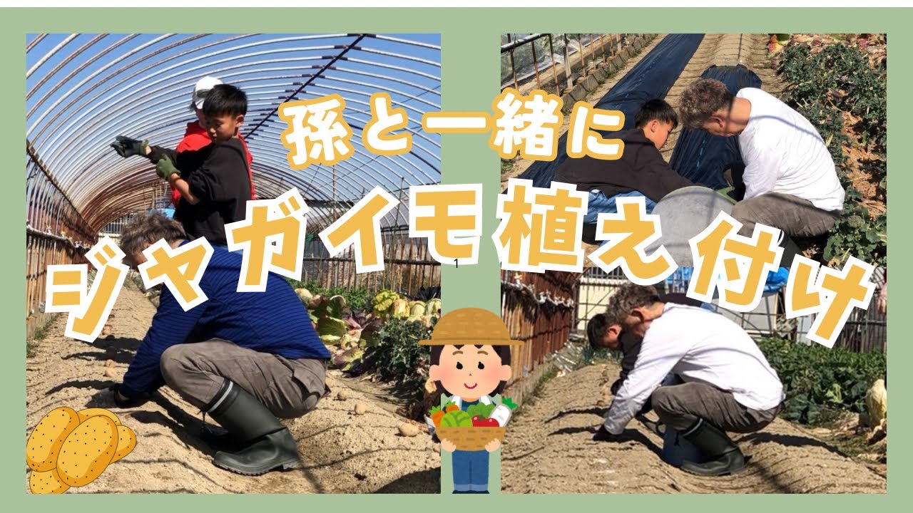 #237【いっぱい実りますように】孫と一緒にジャガイモ🥔植え付け
