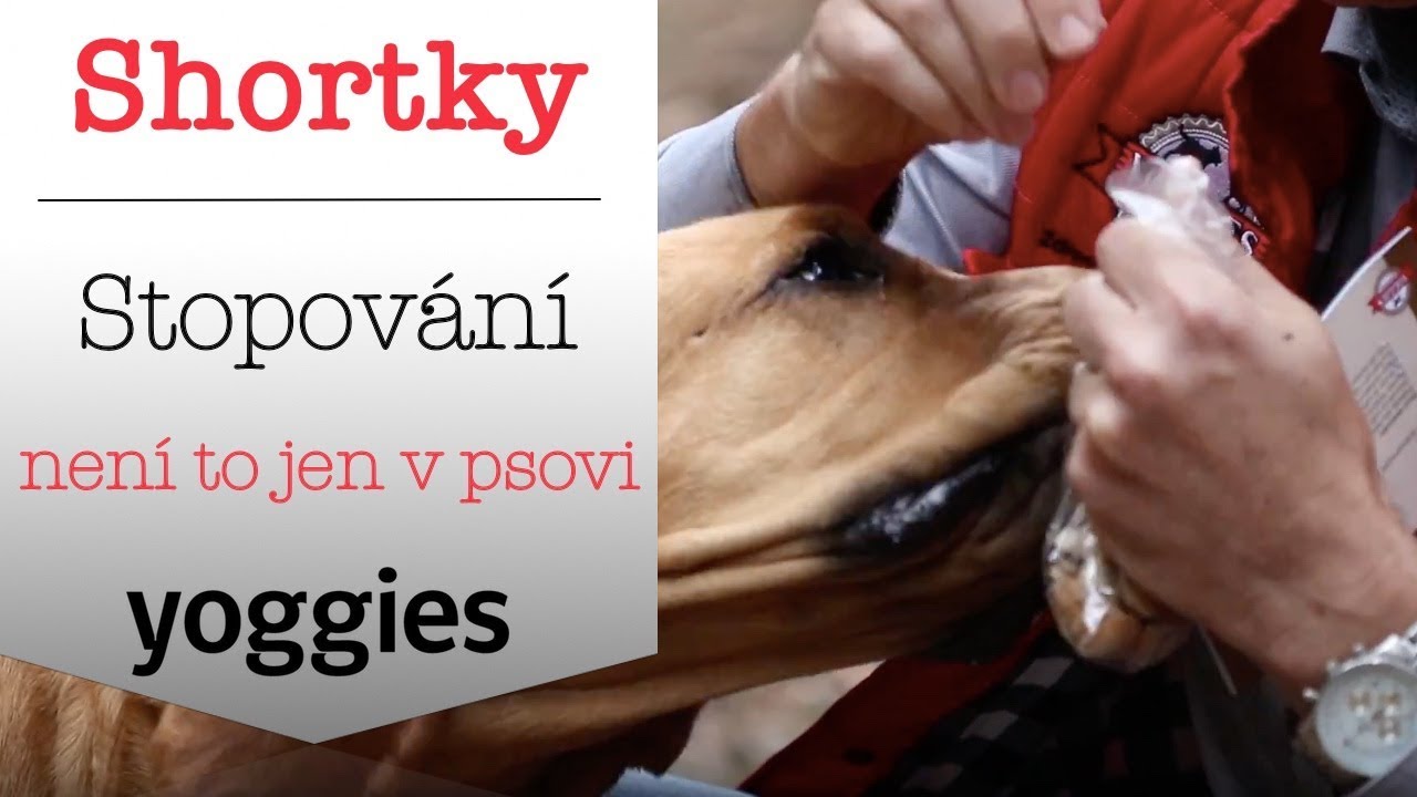 Yoggies | Výcvik psů na stopách