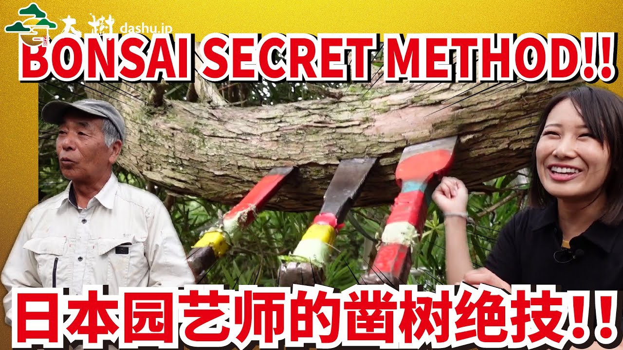 【TOP SECRET!!】Forbidden making method of Japanese Macro Bonsai, 