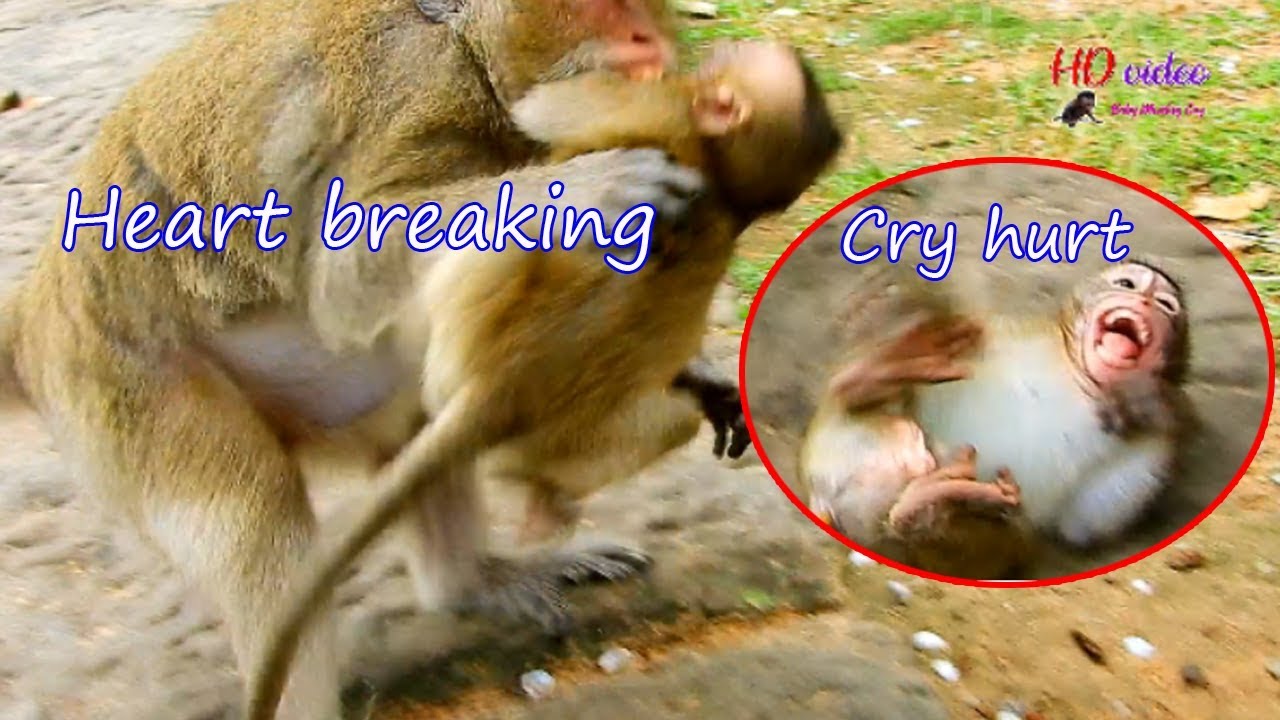 HEART BREAKING ! Poor baby Lola got beaten by Bertha no reason | Pity Lola cry very loud cuz hurt