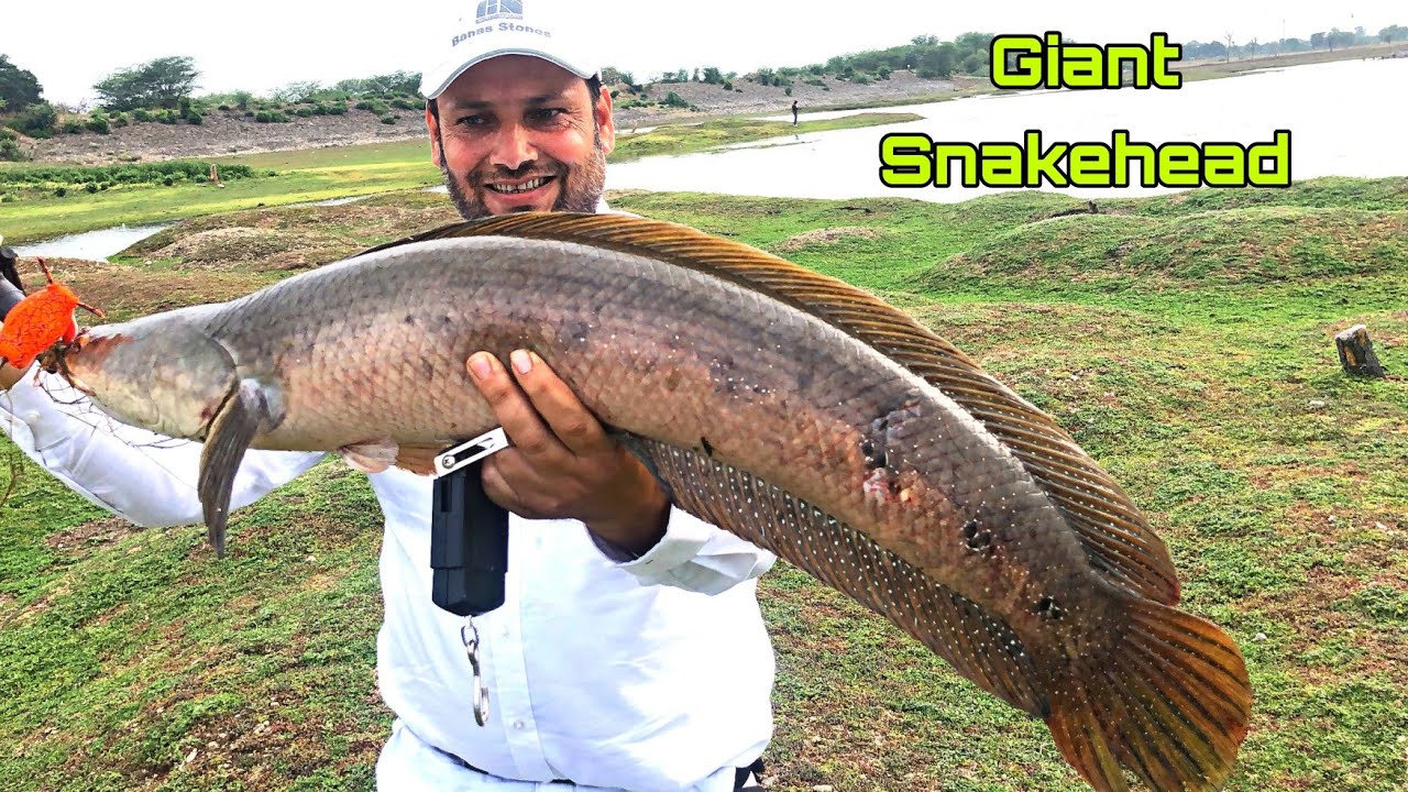 सब पर भारी ऐसा मरल ॥ Giant Snakehead Catch With Lucana rod and Frog!! मरल का शिकार ॥ Fish Hunting !
