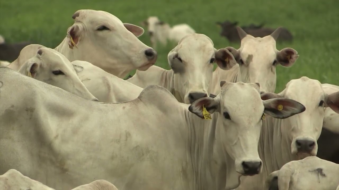 BRS CAPIAÇU E KURUMI SÃO ALTERNATIVAS PARA O PASTO SECO EM SUA FAZENDA. CONFIRA