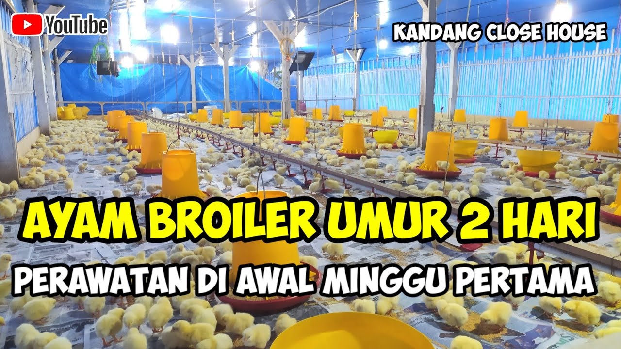Cara Merawat DOC ayam broiler umur 2 hari pada kandang ayam close house